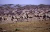 Migration au Sérengeti
