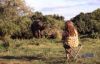 Interruption des études au Ngorongoro