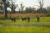 Cob de Lechwe-Okavango