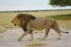 Kalahari-botswana