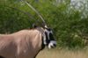 Oryx-Kalahari