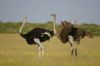Mon truc en plumes-Kalahari