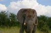 Entre Kalahari et Chobe-Botswana