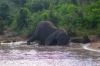 Chobe - Botswana