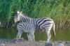 Etosha - Namibie