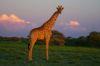 Etosha - Namibie