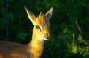 Dik Dik - Namibie