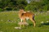 Impala - Namibie