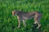 Guépard - Namibie