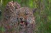 Intimidation - Namibie