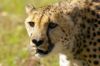 Guépard - Namibie