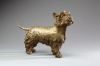 Westie