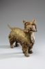 Westie