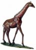 Girafe
