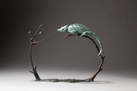 Caméléon de Jackson