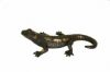 Salamandre