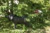 Wild boar life size
