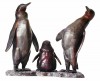 Pingouins