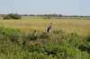 Moremi (Okavango)